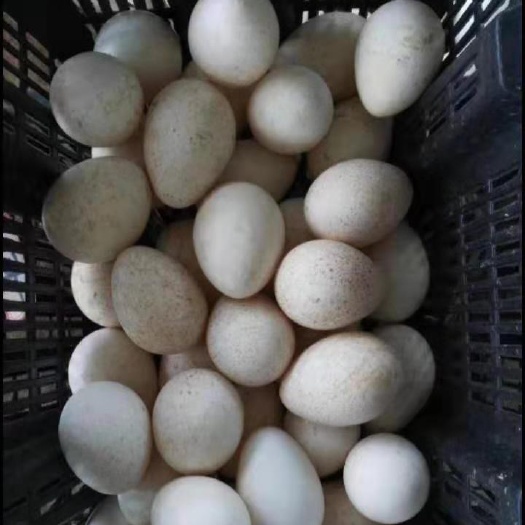 祁阳市 火鸡种蛋,受精蛋,种蛋优质青铜,贝帝娜,尼古拉混发火鸡蛋均