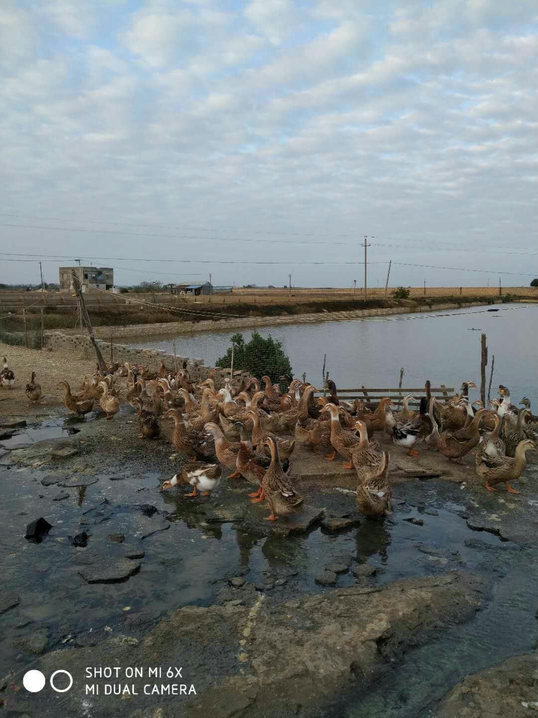  大量淘汰蛋鸭