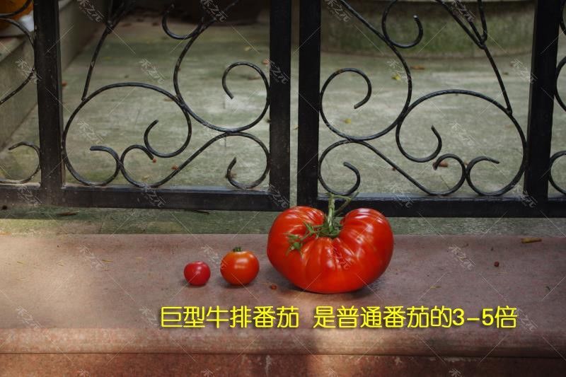 硬粉番茄种子 美赞牛排番茄种子四季播素材种子