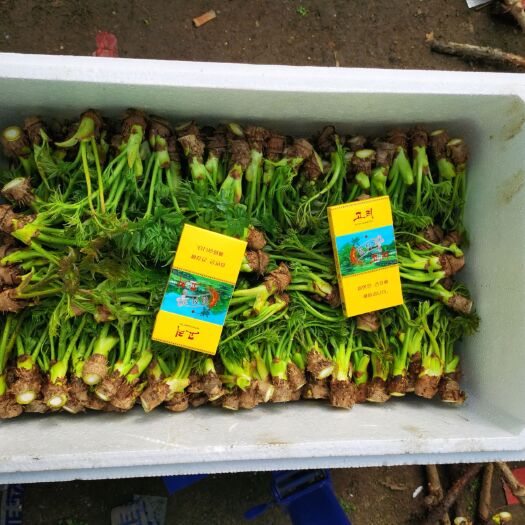 延吉市 刺老芽 刺嫩芽  纯绿色食品  营养丰富