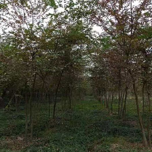 扬州 林业基地培育榉树苗