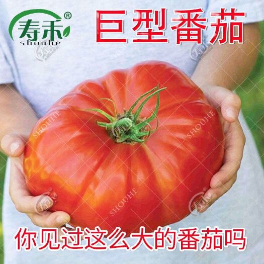 邵阳硬粉番茄种子 美赞牛排番茄种子四季播素材种子