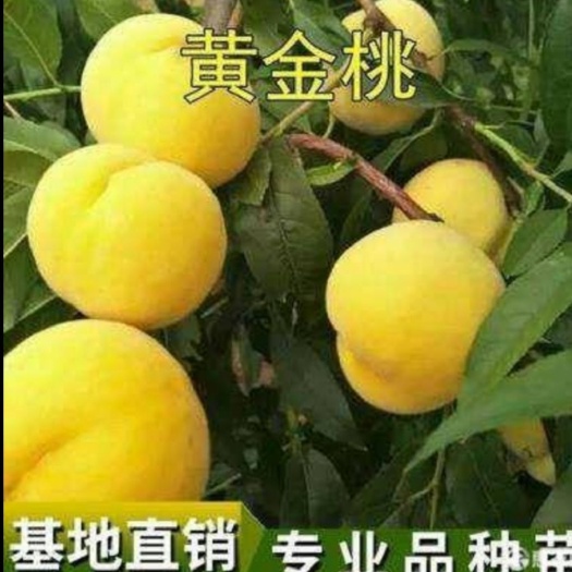 平邑县锦绣黄桃苗  黄金桃树苗品种纯正嫁接苗根系旺盛果大味甜