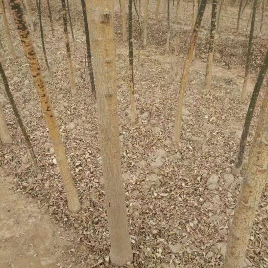合阳县 大量4～6公分优质国槐销售