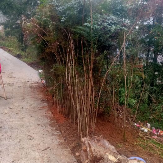 普安县南天竹 拉丁文名：Nandina domestica.属毛茛目、小檗