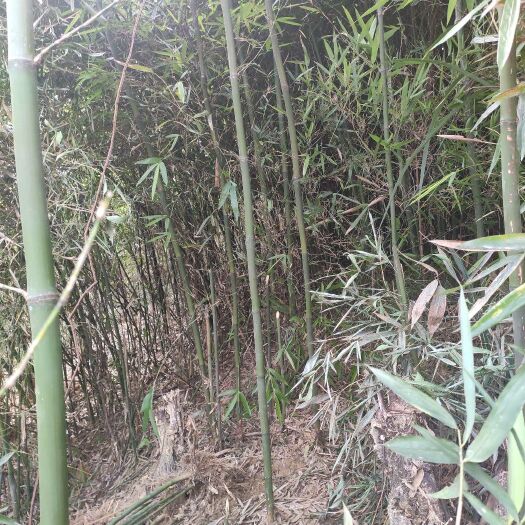 河池菜架竹