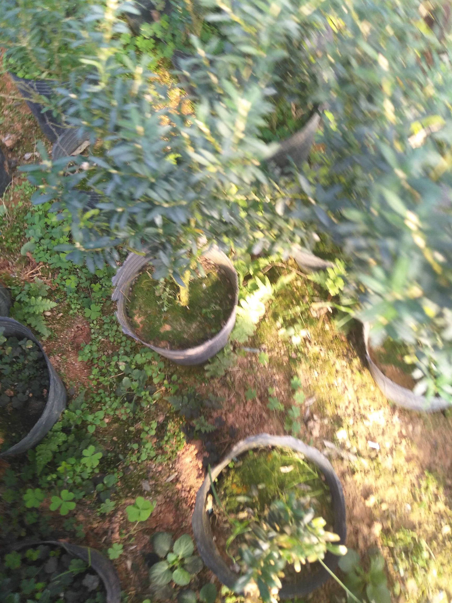  小叶黄杨小盆栽，雀舌中叶黄杨。产地直销，价格优惠造型原材。