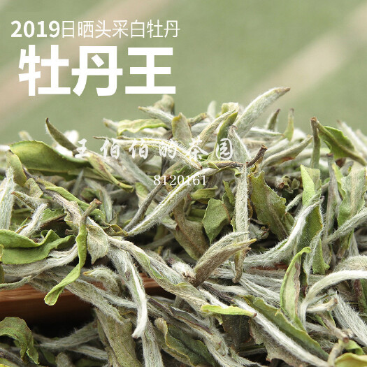 福鼎市 茶厂直销】白牡丹王福鼎白茶寿眉贡眉白毫银针花香水甜好喝
