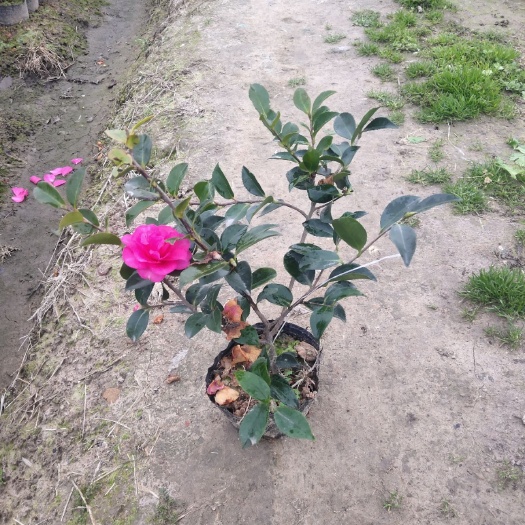 金华 茶梅大杯苗