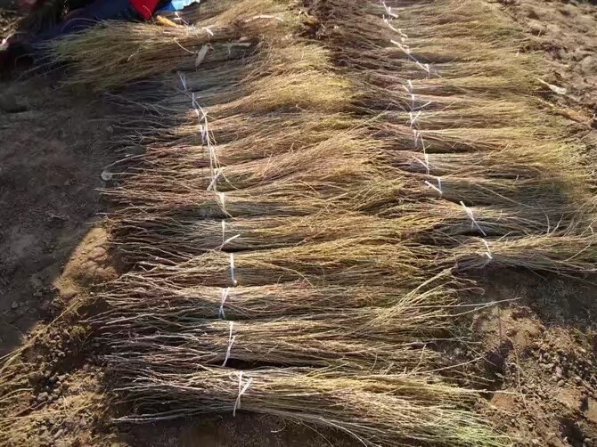 张掖优质一柱香式梭梭苗农户一手货源大量优惠供应