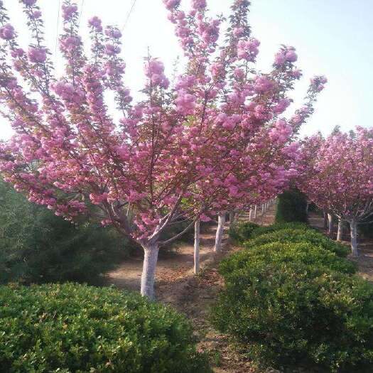 中國紅櫻  櫻花苗庭院綠化苗工程苗嫁接早櫻晚櫻南方北方種植櫻