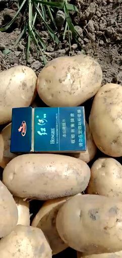 盈江县丽薯6号  优质土豆云南盈江县丽暑六号