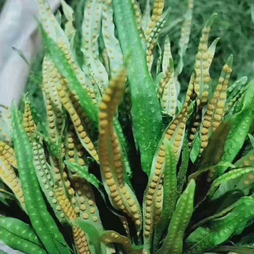 绿茶.长白山石韦茶