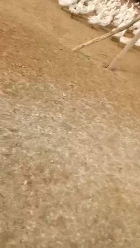 辽阳县土鹅蛋 食用 箱装