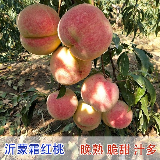 平邑县 嫁接桃树苗沂蒙霜红桃盆栽地栽南北方适合种植