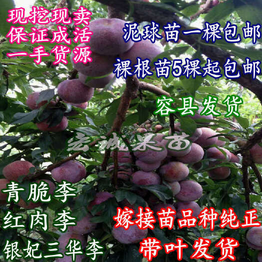 容县三华李苗 广西发货 三华李嫁接苗 早熟三晚李 晚熟三华李