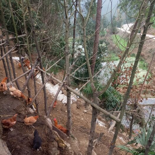 思南县 正宗林下散养土鸡