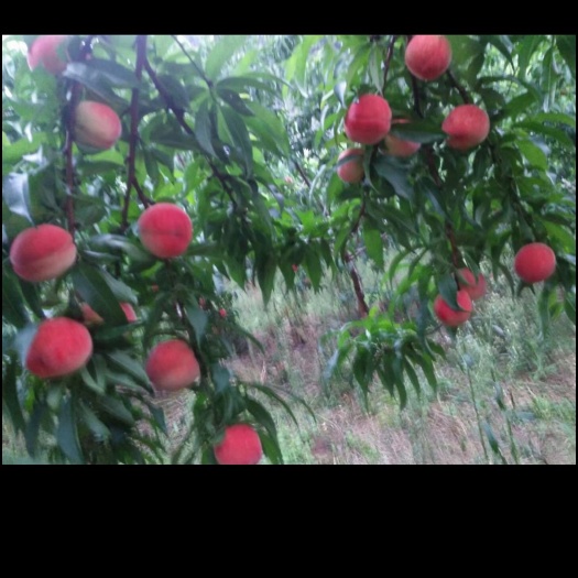 兴安县油桃苗  毛桃，油桃_李子