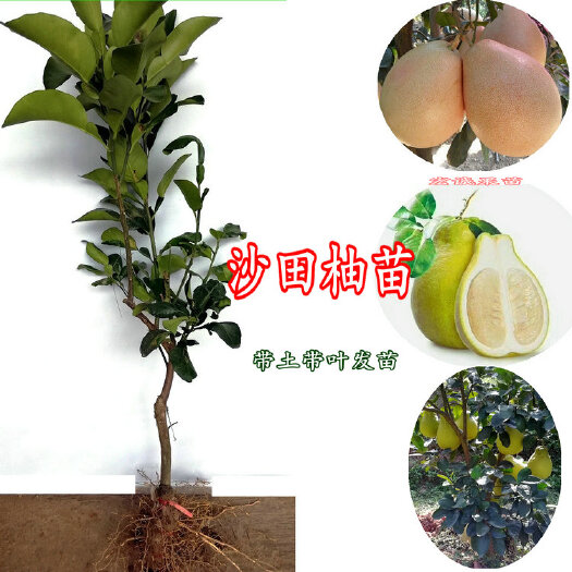 容县沙田柚苗 广西发货 沙田柚 桂柚 红心柚 三红密柚