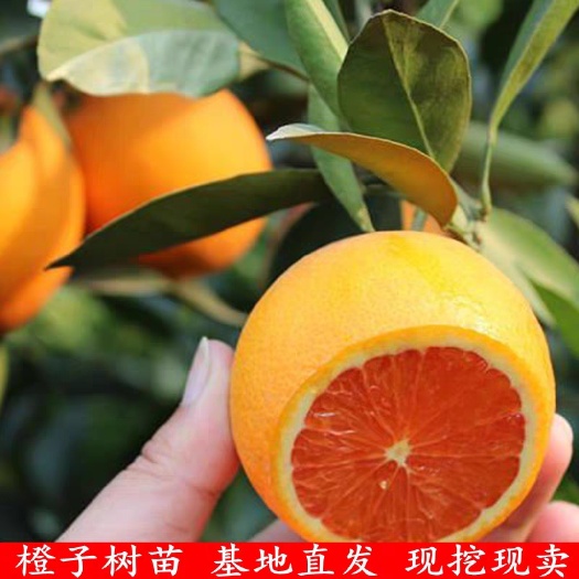 平邑县 红肉脐橙苗南北方种植盆栽地栽果树苗红肉黄肉脐橙苗红心