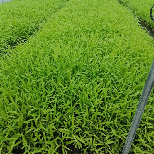 佛山白梗空心菜 自家种植
