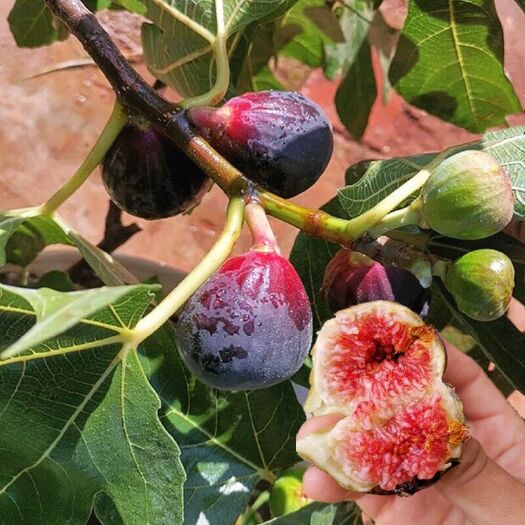 平邑县 无花果树苗波姬红四季盆栽地栽南北方种植当年结果