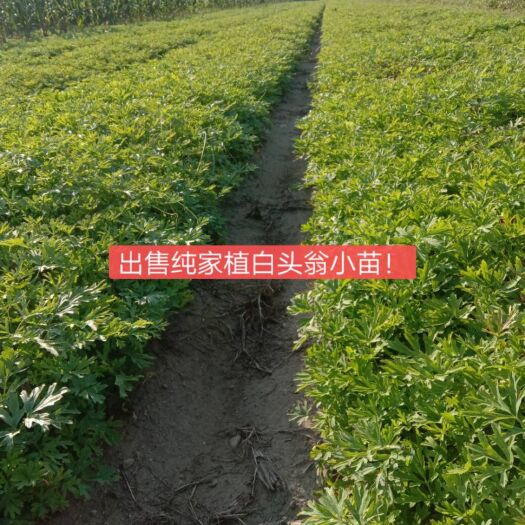 凤城市白头翁 中药材前景广阔，国家大力发展，农民发家致富好项目！