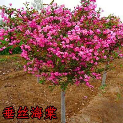 郯城县西府海棠花苗北美海棠树苗垂丝绚丽八棱海棠海棠小苗庭院绿化苗木