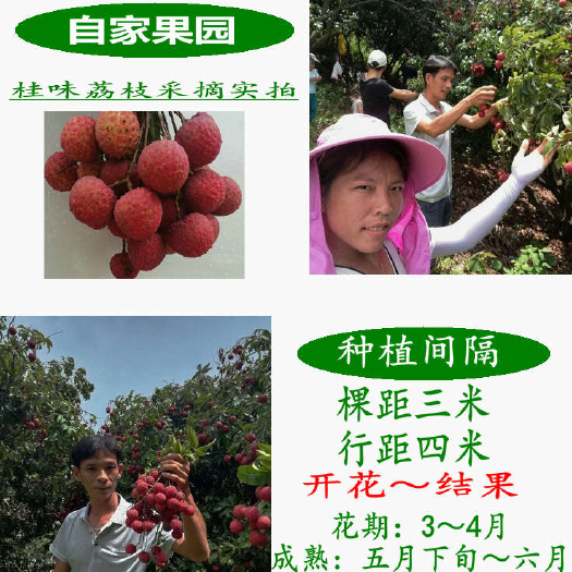 容县 妃子笑 桂味 糯米糍等各种嫁接荔枝苗