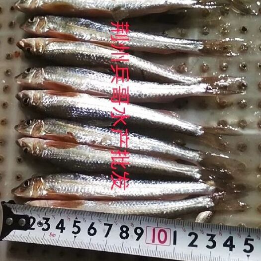 荆州巴浪鱼  冰鲜大尺寸棍子鱼