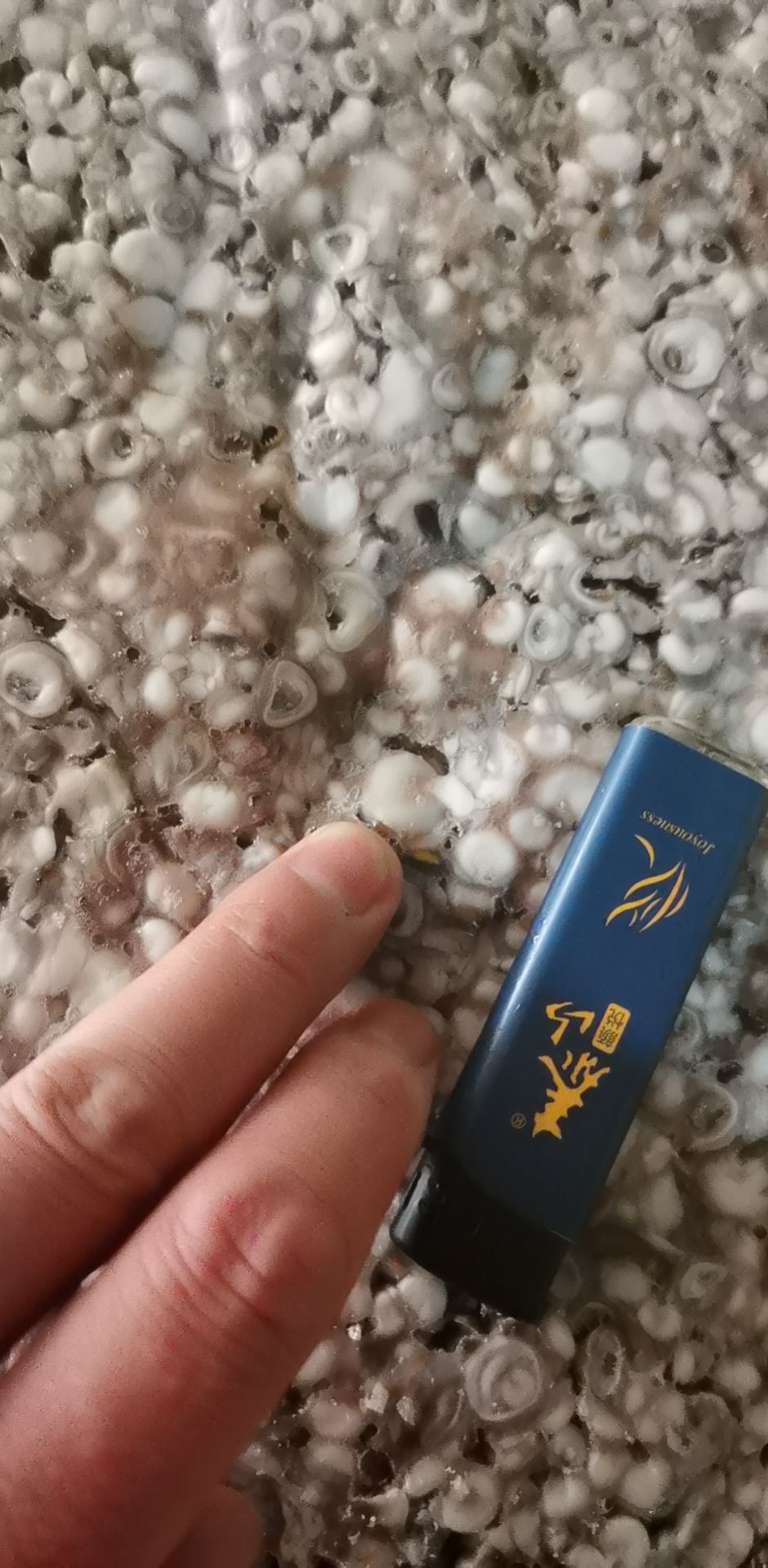   鱿鱼吸盘   海灵菇  品质保证