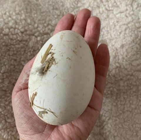 种鹅蛋 三花杂，种蛋