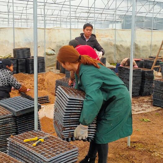 祁东县茄子苗 春季蔬菜苗下种了
