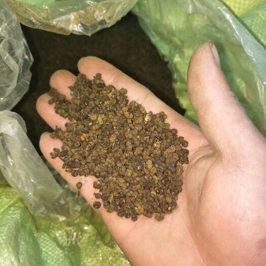 环江县吴茱萸 自家种植，无公害含药量高