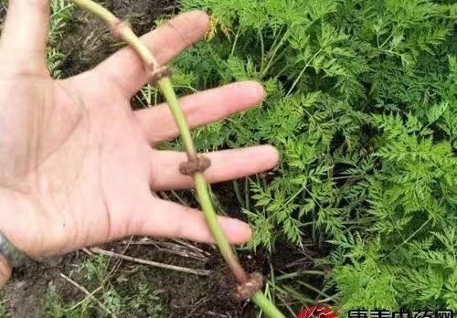 宜宾 川芎种苗