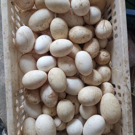 襄樊土鹅蛋 食用 散装