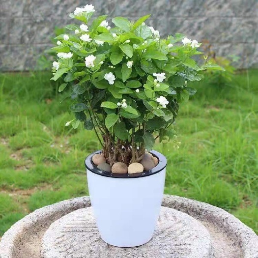 茉莉花苗  四季苿莉花苗 茉莉花盆栽 根系旺盛易成活 基地直