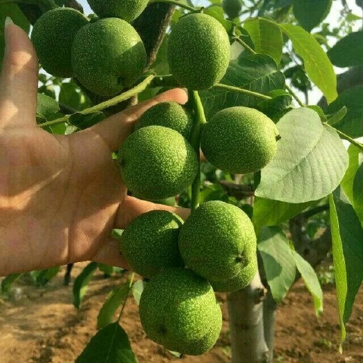 平邑县8518核桃苗 核桃树苗8518核桃树苗纸皮核桃树苗南北方种植当年结果苗