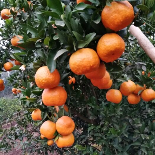 资中县椪柑
