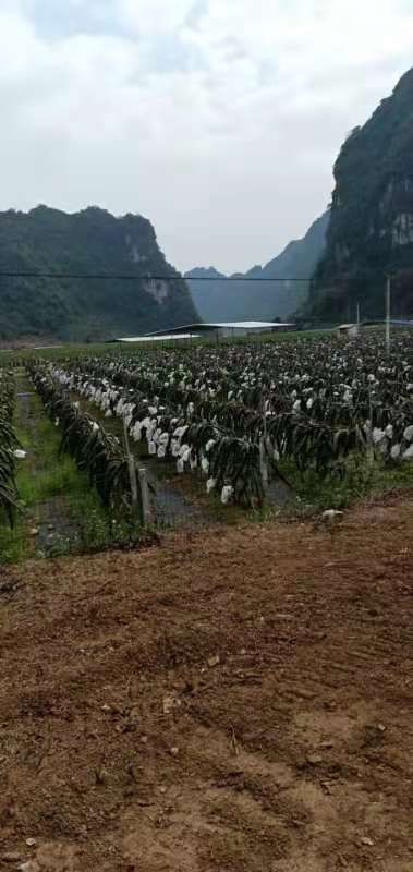 隆安县 红心火龙果