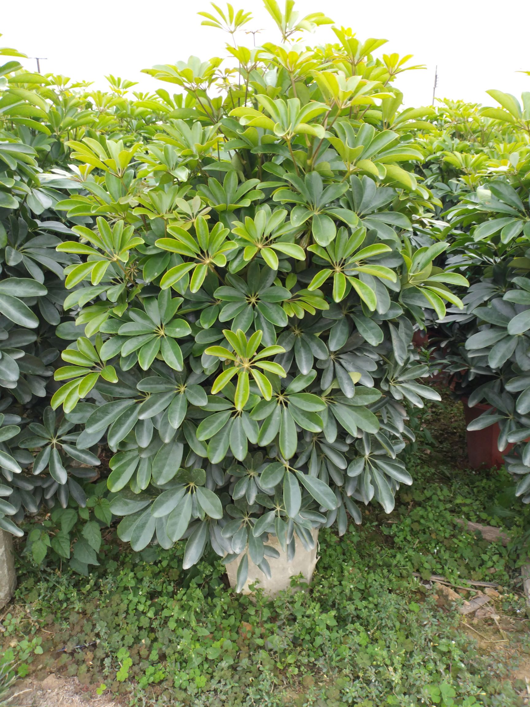 鸭脚木盆栽 价格美丽，大量现货