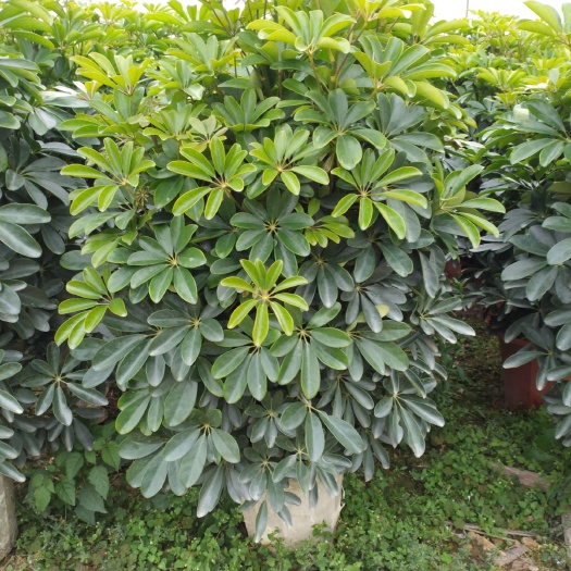 肇庆鸭脚木盆栽 价格美丽，大量现货
