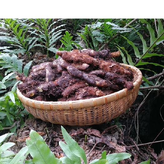 重庆市骨碎补  碎骨补，鲜货毛姜