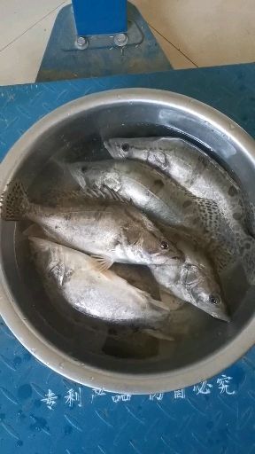 衡东县草鱼苗 衡东腾盛种养合作社（水产养殖）