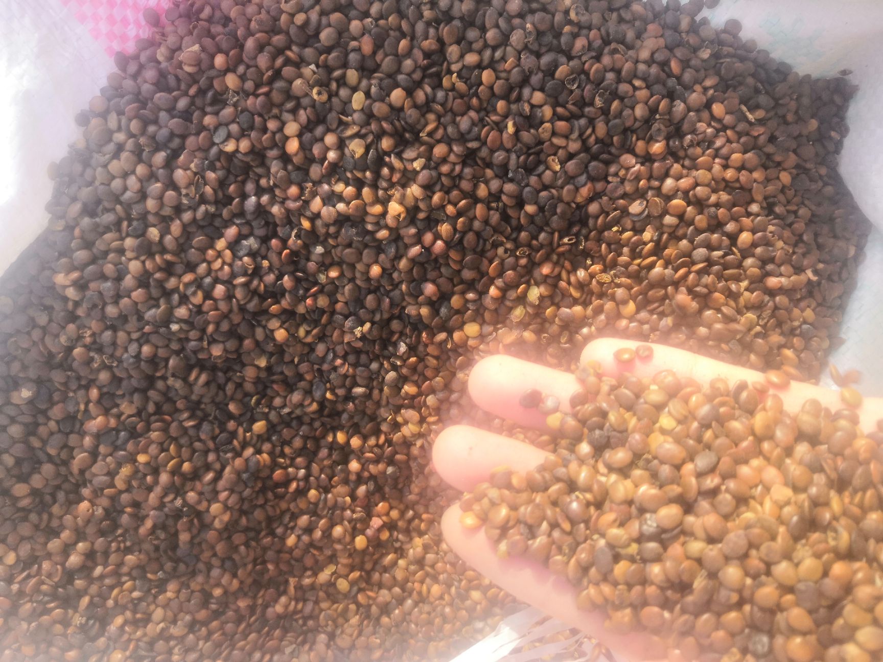 紫荆花种子 紫荆种子