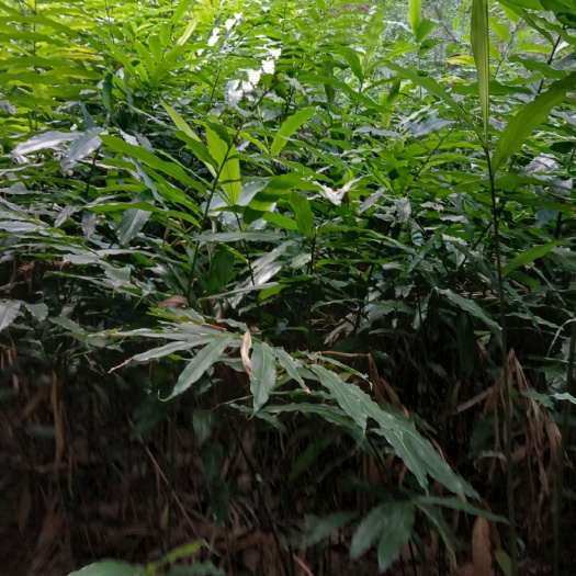 龙州县砂仁苗