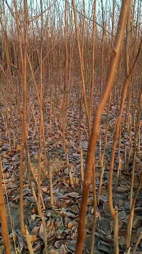 富平县雪柿子树苗 早挂果，极丰产，无病菌。