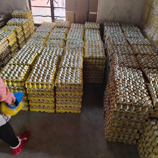 东台市绿壳蛋