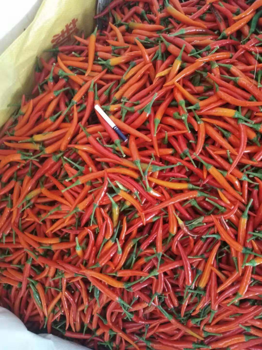 小米椒 产品露天种植，当日摘当日发货，保证生鲜，源生太绿色食品