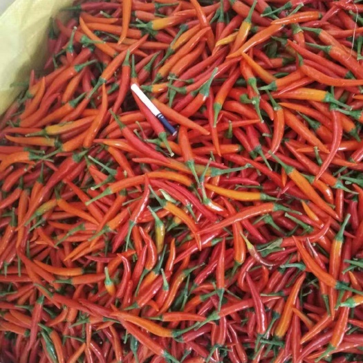 罗定市小米椒 产品露天种植，当日摘当日发货，保证生鲜，源生太绿色食品